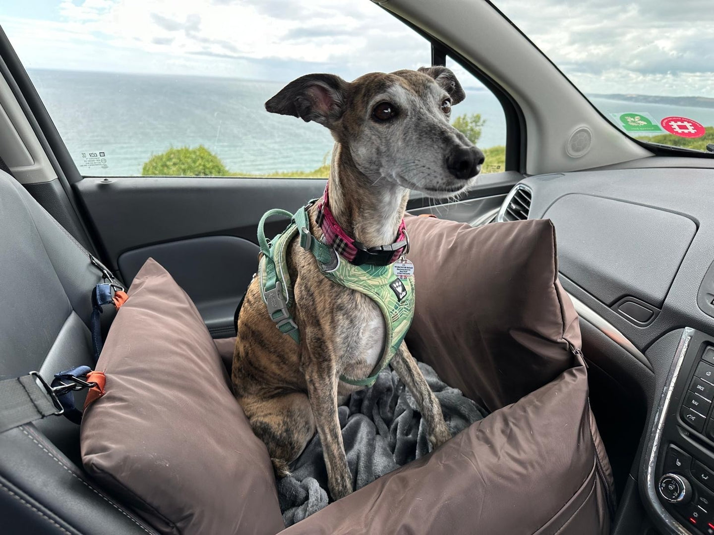 Dog transport in shops car