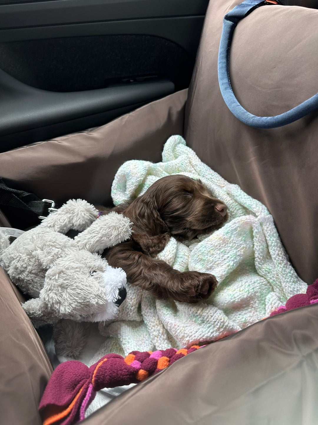 Why Crates Cause Anxiety on a Puppy’s First Trip Home (And What to Do Instead)