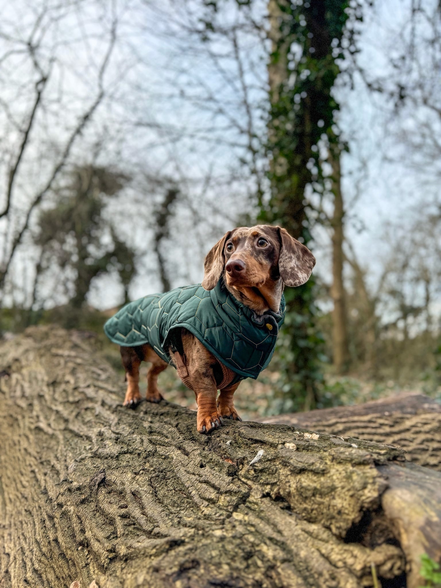 Dachshund Winter Coat - Waterproof