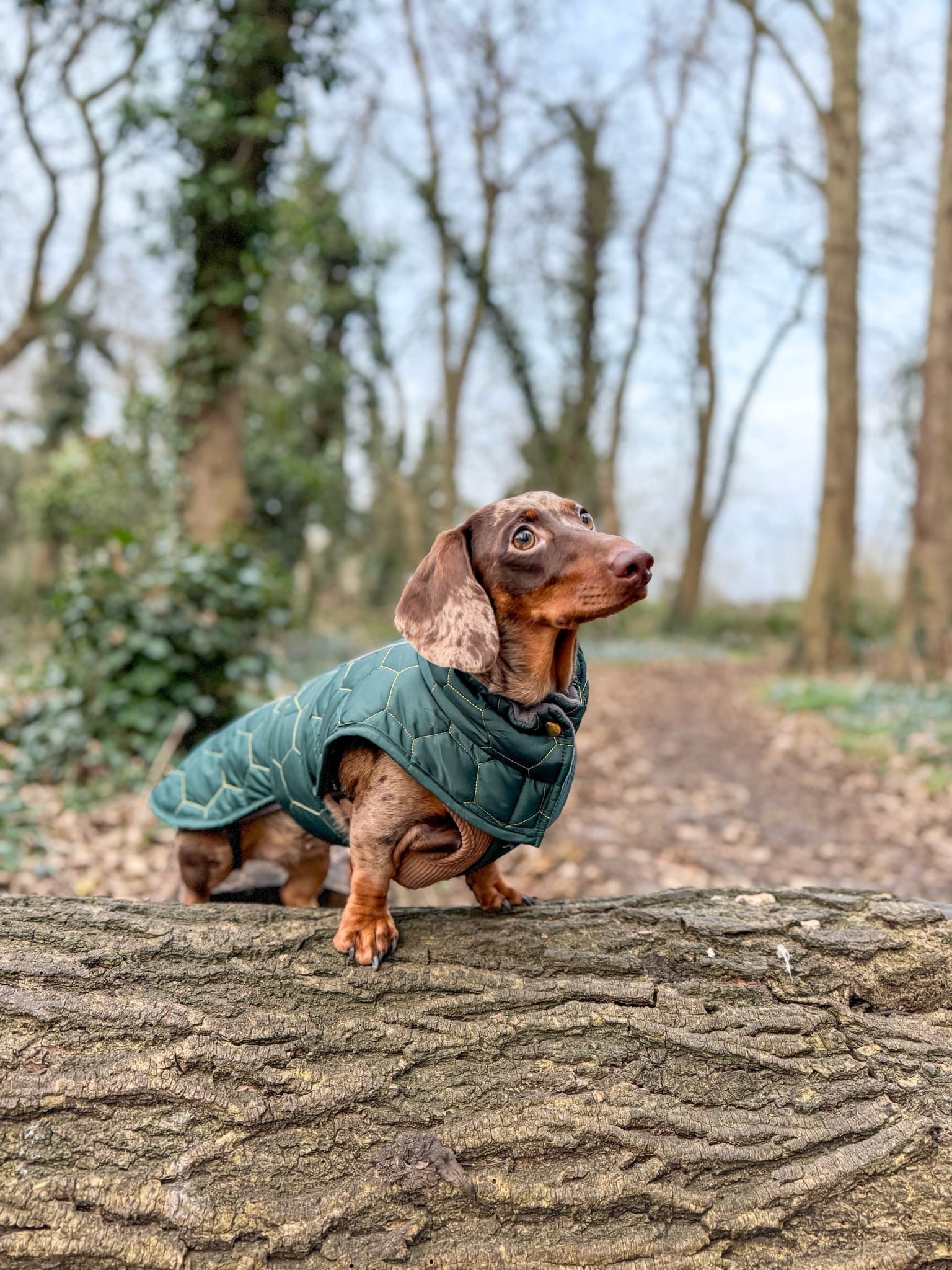 Dachshund Winter Coat - Waterproof