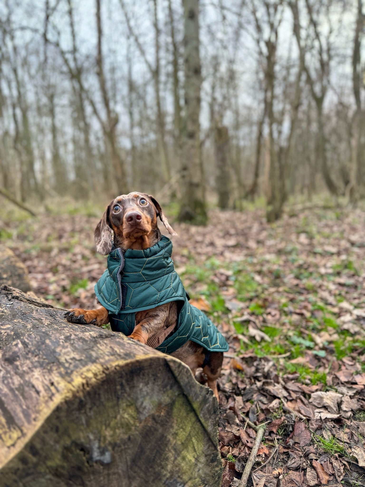 Dachshund Winter Coat - Waterproof