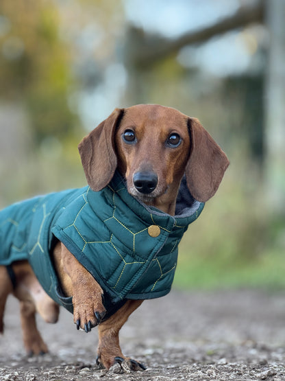 Buy - Dachshund Winter Coat