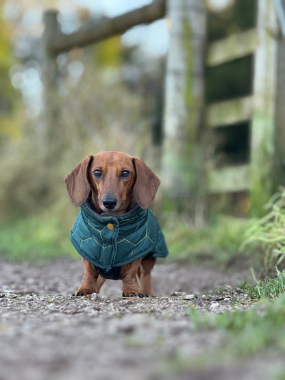 Buy Dachshund Winter Coat