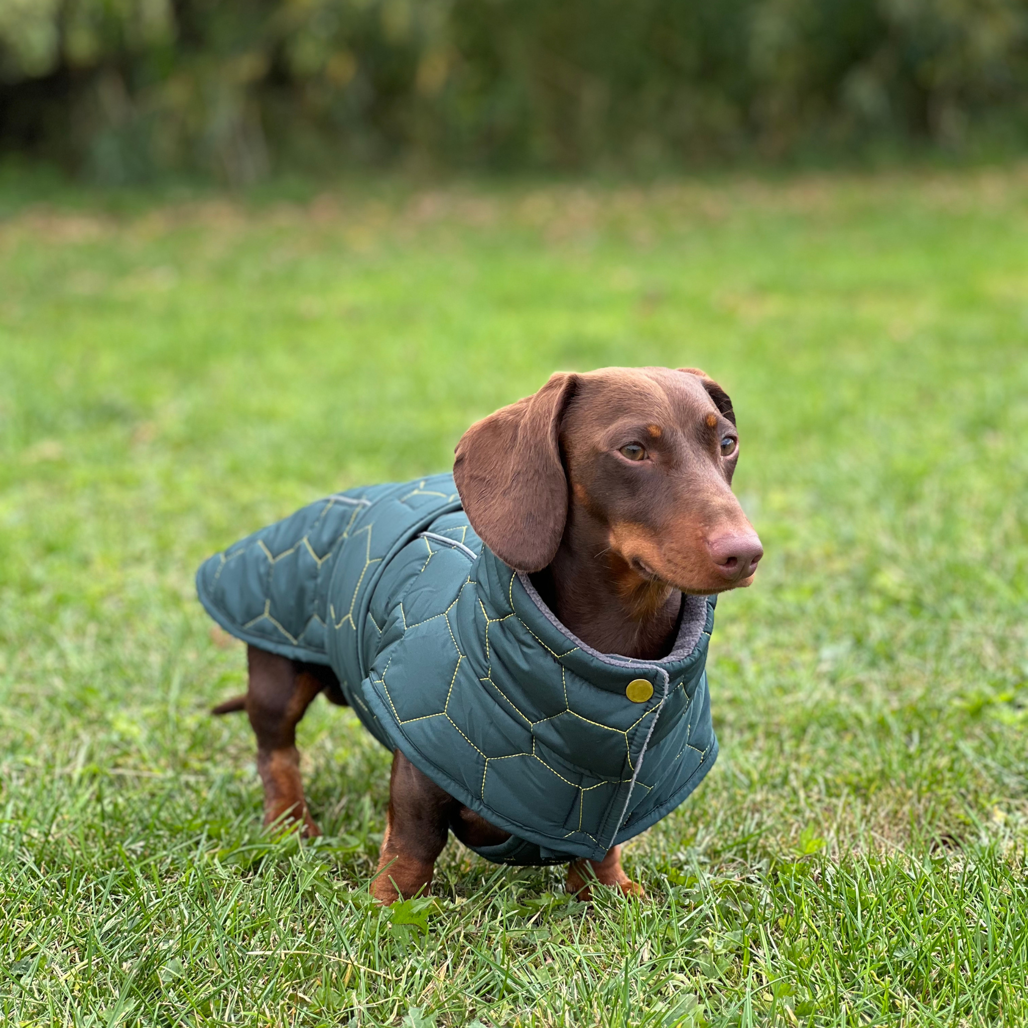 Buy Dachshund Winter Coat