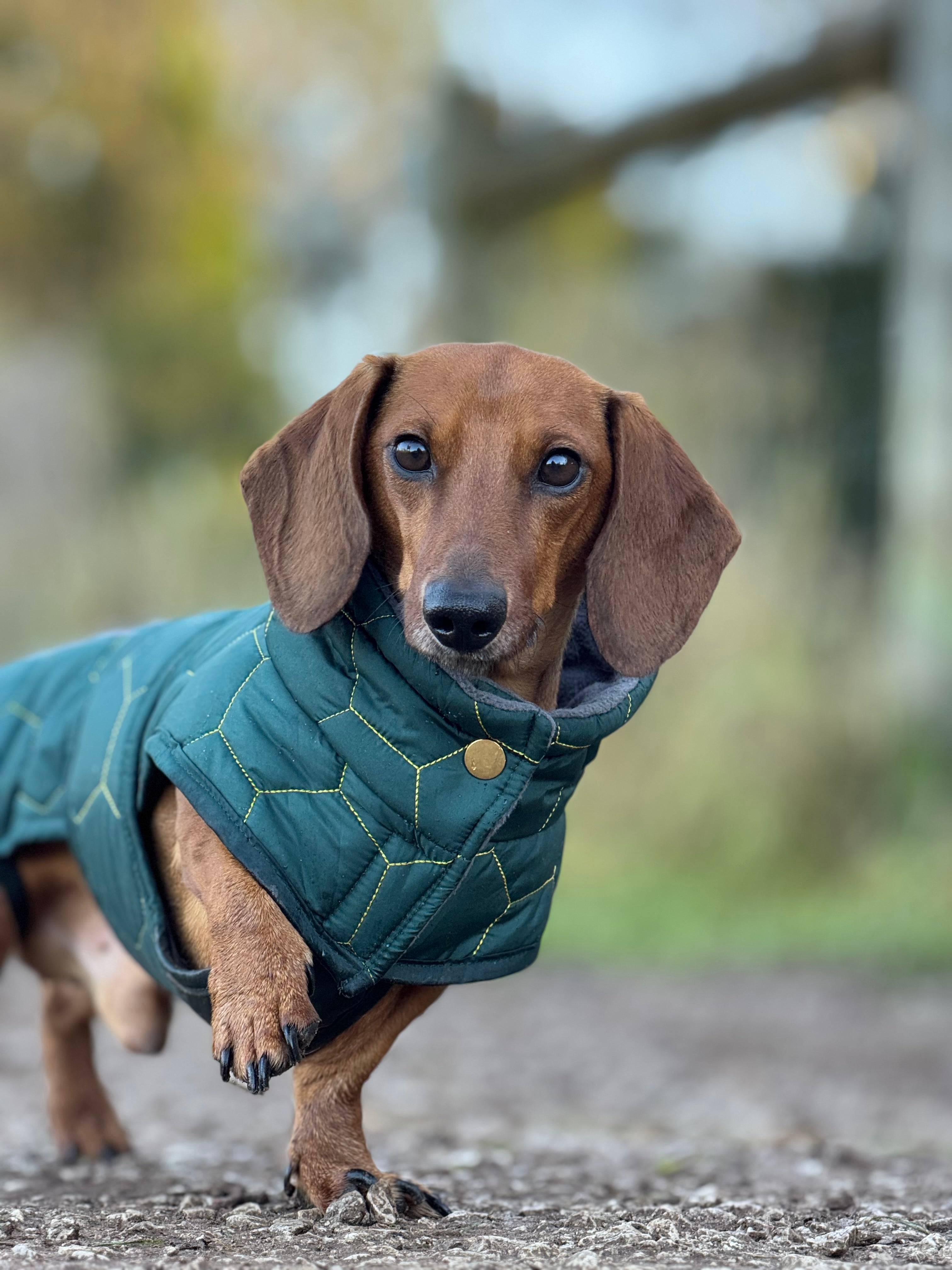 Dachshund Winter Coat - Waterproof